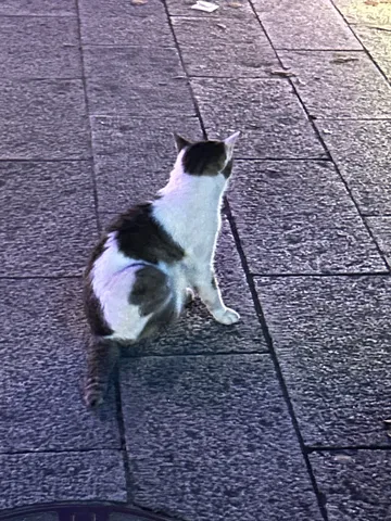 路上で待つ猫の影