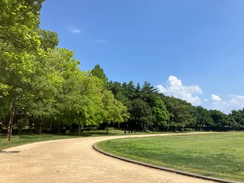緑と青空、舗装路のコントラスト
