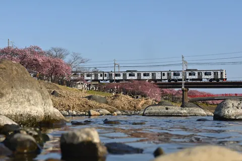 桜と電車、春の風物詩
