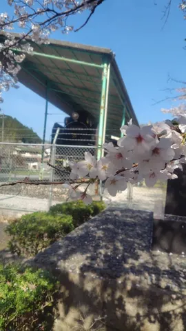 春を待つ、鉄路の桜