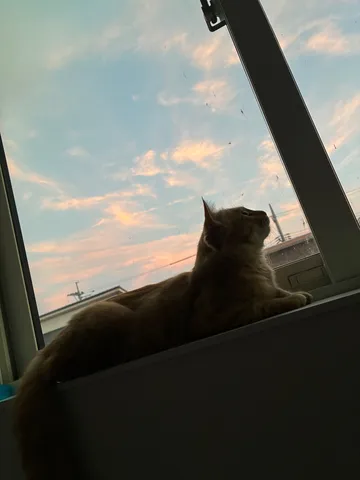 窓辺で物思いにふける猫