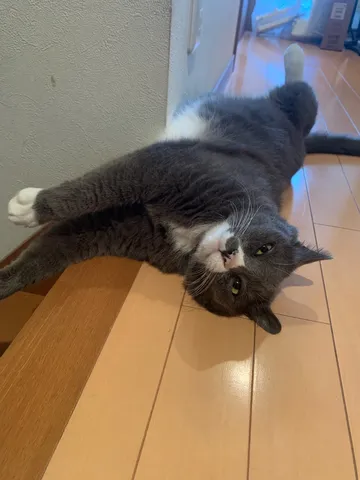 床の上で伸びる猫の午後