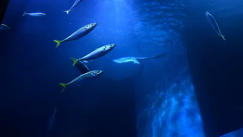 お魚たちの会議室、時々マンタ