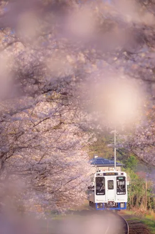 春のトンネルを駆け抜ける列車