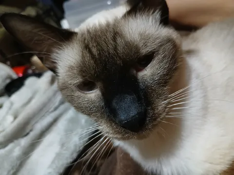 黒鼻が際立つまどろみ顔