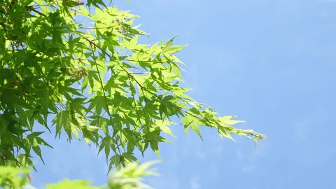 青空に舞う緑の葉