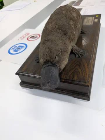 静かに展示されるカモノハシ