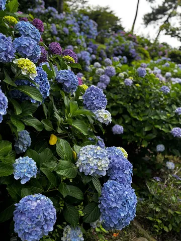 紫陽花の絨毯、青い癒やし