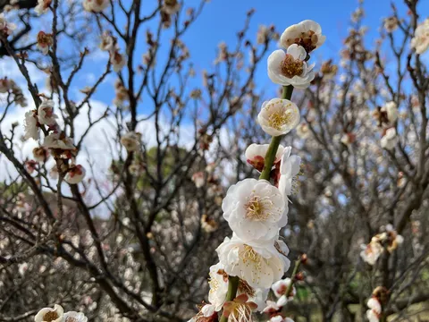 春の訪れ、梅の花