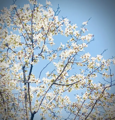 青空に舞う白花の群れ