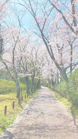 花びら舞う、春の小道