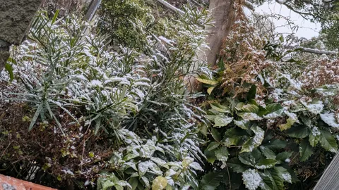 雪化粧した緑の息吹
