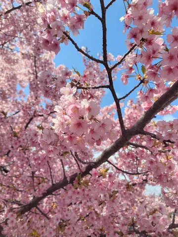 青空に舞う桜の瞬き