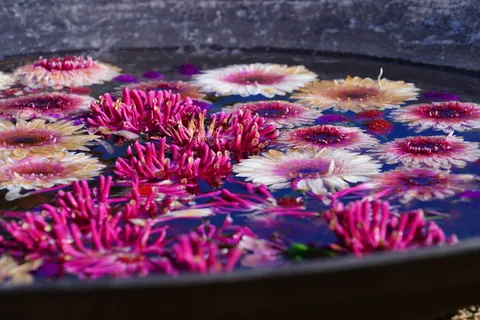 水面に咲く花のディスコ
