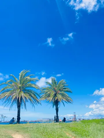 ヤシの木と僕、空と海