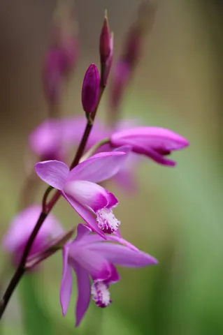 薄紫の花が揺れる瞬間