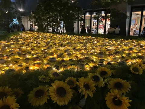 光るひまわり畑の夜