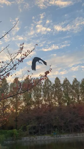 秋空を舞う鳥のシルエット
