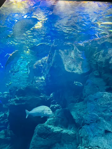 青の世界、悠然と泳ぐ魚