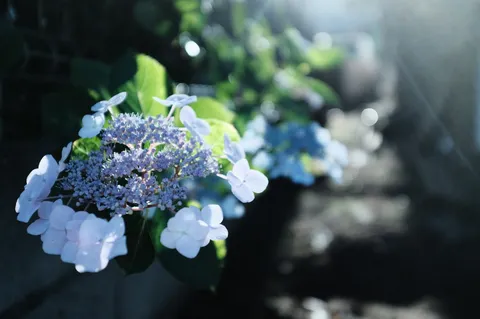 雨上がりの紫陽花、妖艶な佇まい