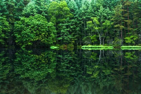 森と湖の静かな呼吸