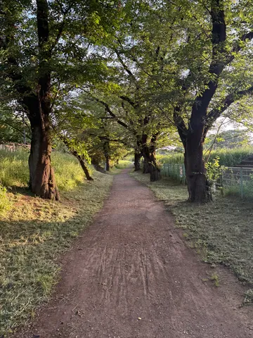 木漏れ日の小道