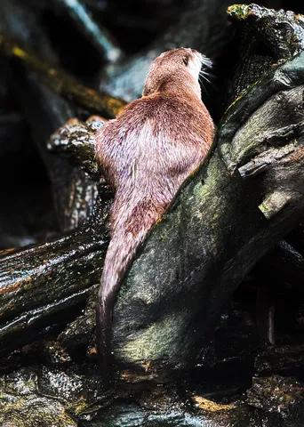 カワウソのけつ