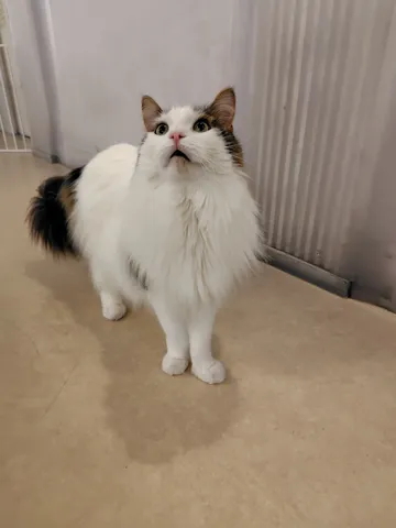 見上げる猫の真剣な瞳