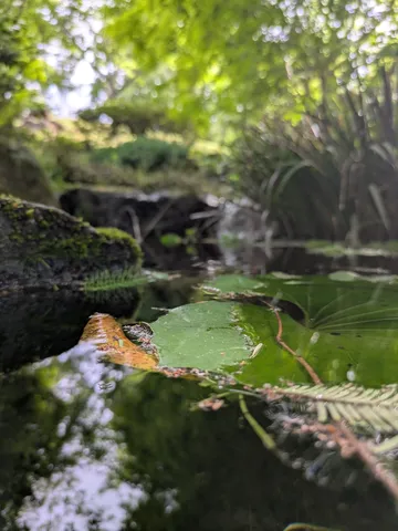 水面に映る木漏れ日の囁き