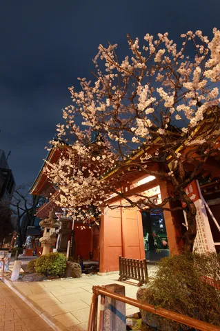 夜を染める桜の門