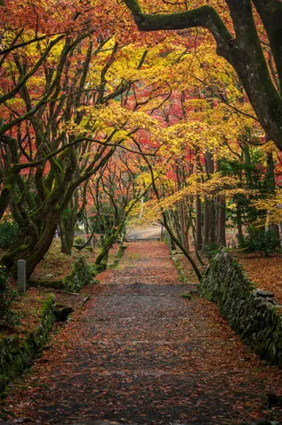 紅葉に染まる小径