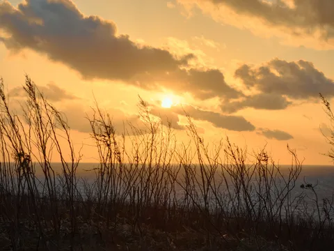 夕焼けの海と枯れ草のシルエット