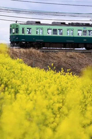 新緑と列車のコントラスト
