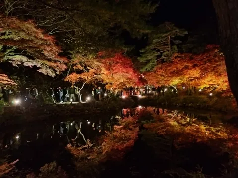 秋の夜長の幻想的な紅葉