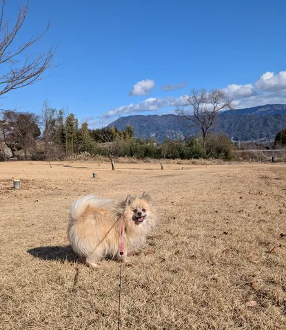 ポメラニアンと青空の公園散歩