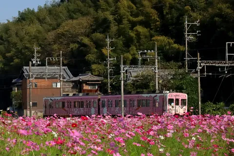 花咲く線路を走る列車