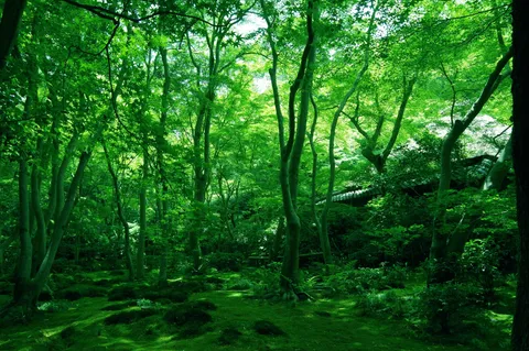 光さす緑の回廊