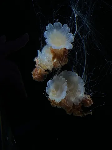 幽玄なるクラゲの舞踏会