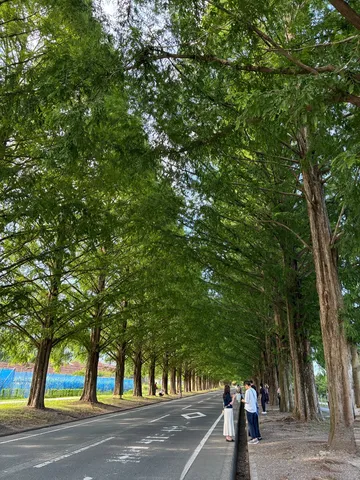 木漏れ日が創り出す緑のトンネル