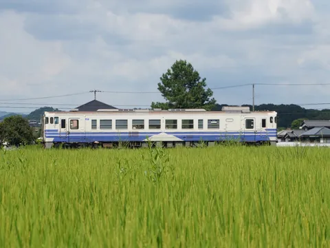 稲穂の海を行く列車