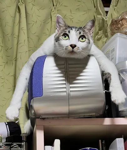 重力無視？限界突破する猫