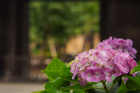 雨粒きらめく紫陽花