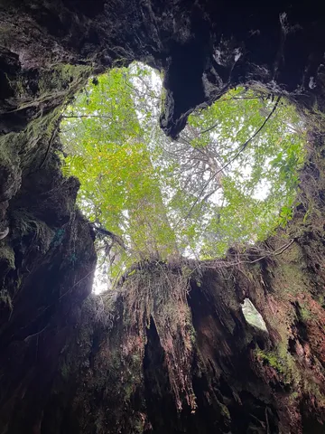 森の奥、空へと続く神秘の穴