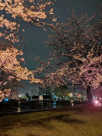 雨上がりの夜桜、静かな輝き
