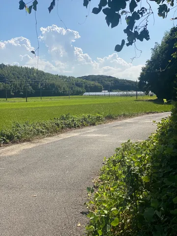 夏空と緑の田園風景