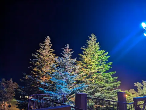 夜空に光る🌲🌲