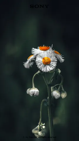 風に揺れる白い花