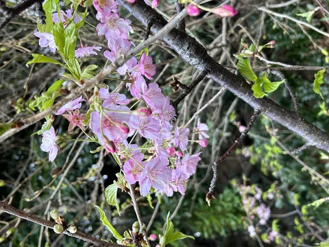お花見前のウオーミングアップ