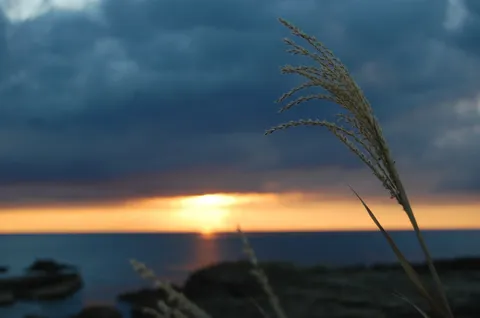 海辺に揺れる夕景の草