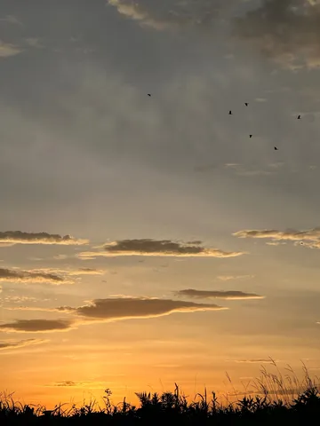 夕焼け空を飛ぶ鳥たち
